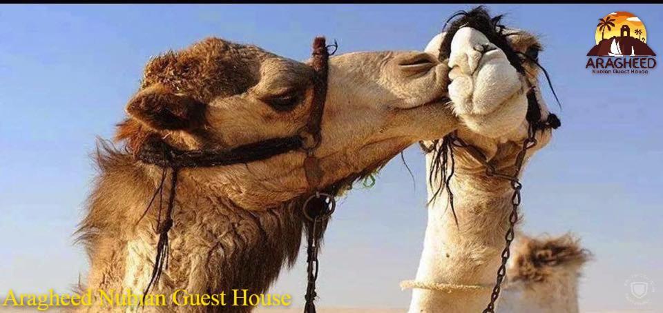 Nubian Kingdom Aragheed House Apartment Aswan Bagian luar foto
